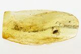 Detailed Fossil False Flower Beetle (Anaspidinae) in Baltic Amber #288542-1